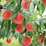Tin CLB SLNA: SLNA có dám dấn thân khi gặp B.BD