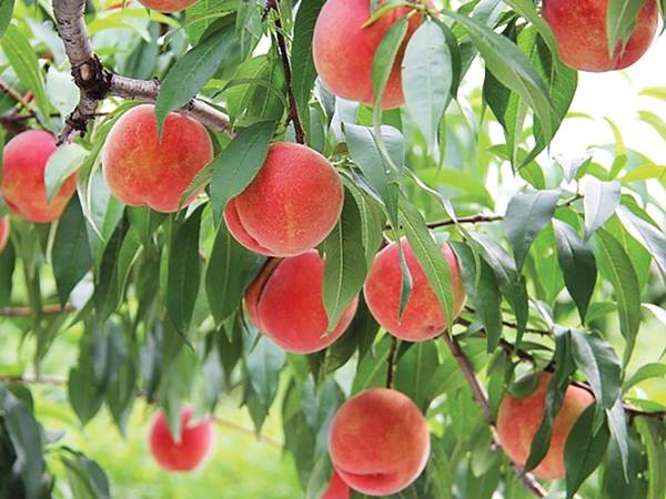 Nằm mơ thấy quả đào đánh con gì?