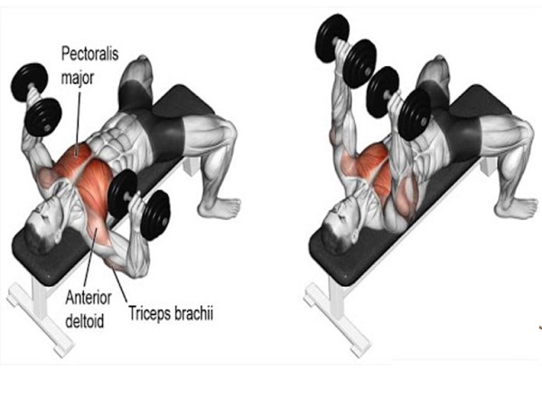 Bench Press là gì? Bí quyết tập luyện cơ ngực săn chắc